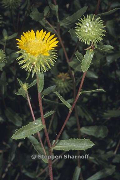 grindelia camporum 1 graphic